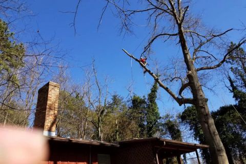 AC-Tree-Service-LLC-5407058454-Harrisonburg-VA-Roofing-Services-Tree-Services-Remodeling-Old-House-24