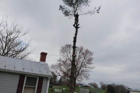 AC-Tree-Service-LLC-5407058454-Harrisonburg-VA-Roofing-Services-Tree-Services-Remodeling-Old-House-26