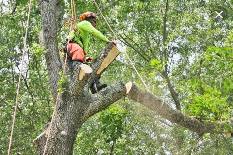 AC-Tree-Service-LLC-5407058454-Harrisonburg-VA-Roofing-Services-Tree-Services-Remodeling-Old-House-28